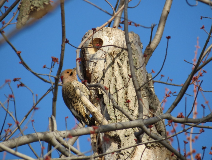 Northern Flicker